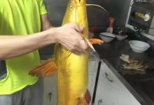 秋季钓黄骨鱼攻略，连竿并不难，窝料饵料很好找