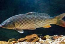 夏季钓大青鱼的5大技巧