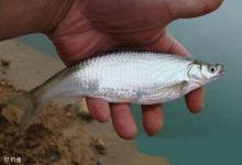 资深钓鱼人讲解钓小鲫鱼的四个技巧