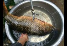 养殖鲤鱼的介绍与垂钓的习性及技巧