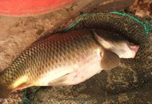 鲤鱼的调钓、钓位选择及遛鱼技巧