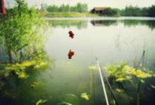 春季钓鲫鱼有什么技巧？5个小妙招