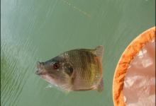 钓罗非鱼的窝饵配方与装备选择技巧