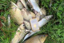 中秋前后野钓窗口期，抓住一个小时就能钓够