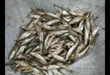 拉白条的注意事项，习性与具体措施