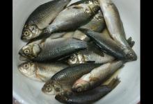 钓小鲫鱼要注意的3个问题