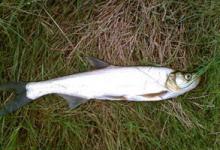 野钓翘嘴，不得不了解的一些技巧