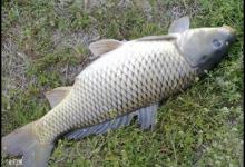 如何垂钓在肥水中的鲤鱼的技巧