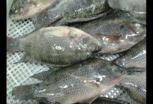 钓罗非的钓法、钓位和饵料选择