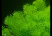 在这5种植物边台钓鲫鱼的技巧