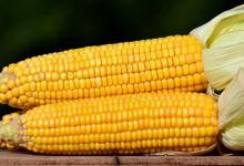 野钓素饵之王：玉米，使用攻略及制作方法分享