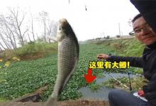 冬季野钓爆护位：水葫芦，技巧及攻略分享