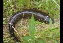 分析黑鱼的习性与夏钓黑鱼的方法