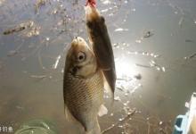 冬季不同天气钓鲫鱼的技巧