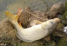 钓鲫鱼和钓鲤鱼有哪些本质的区别？