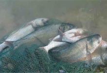 秋季钓不上大鲢鱼，不妨试试这几招