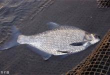 钓鳊鱼的季节到了，掌握技巧才好钓