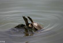 钓野生甲鱼的打窝与钓法技巧