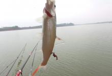 深冬手竿钓翘嘴攻略，怎么样都要钓几条吃的