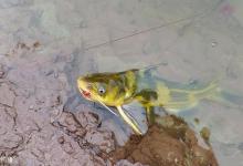 钓黄颡鱼秘诀及钓位怎么找？六个字给你答疑