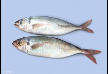 介绍钓红尾鱼的三种常用钓法