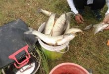 野钓渔获多少钓技术说了不算，密度才是决定性因素，有办法提高