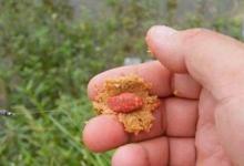 包食钓法钓青鱼的小窍门，你知道多少