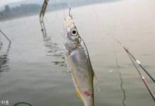 野钓翘嘴三个小诀窍，不愁鱼获