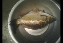 不同水域钓鲤鱼的选钩方法