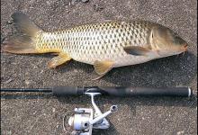 这三种饵料野生鲤鱼超喜欢