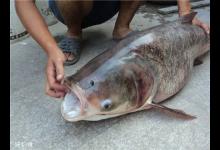 钓鲢鳙技巧，手竿半水浮钓法