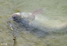 钓鲢鳙时为什么总是有口但提竿不中？