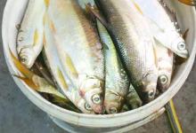 冬季野钓黄尾攻略，钓点找到还能钓，小钩细线贼刺激！