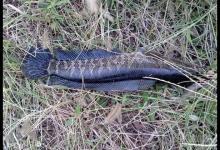 钓黑鱼用什么竿？看看手竿钓黑鱼策略