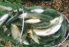 4招！教你夏末秋初野钓大草鱼