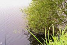 夏天钓鲫鱼，要先了解这