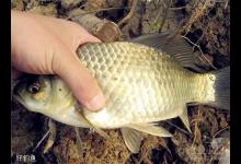 冬天钓鲫鱼的促食钓法之钓鲫鱼那几招