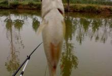 盛夏钓鲢鳙，需要注意这5个细节