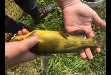 野钓黄颡鱼的打窝、选点等技巧