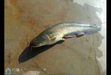 钓鲶鱼不空军的5个方法