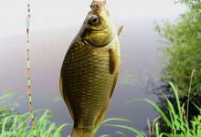 夏天钓鲫鱼的6个绝佳钓点