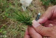 大水面钓草鱼的3种经典方法