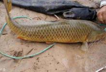 野生鲤鱼的习性、饵料与钓法分享