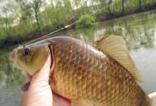 晚春如何钓咂口鲫？分享3个技巧
