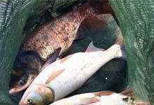 夏季钓鲢鳙，需要知道的5个技巧