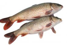 钓野生鲤鱼与养殖鱼的不同点和饵料选择