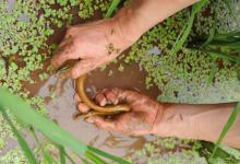 怎样钓黄鳝？五个技巧来帮你