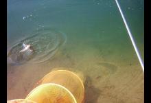 罗非鱼的钓法技巧全方位解读