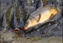 老钓友传下来的8个钓鲤鱼的秘籍