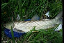 夏季钓草鱼的沉底钓和浮悬钓技巧